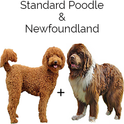 Newfypoo Dog